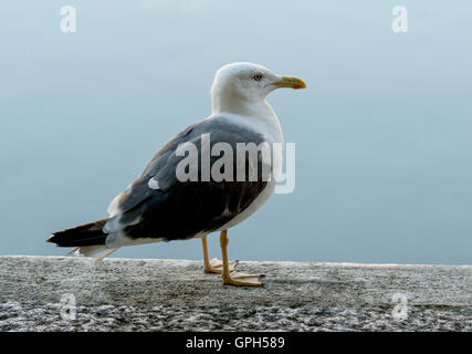 Ritratto di teschio posto a terra Foto Stock