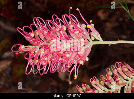 Profonda e spettacolare rosa / rosso fiore di Grevillea Sylvia, australiano pianta nativa su sfondo scuro Foto Stock