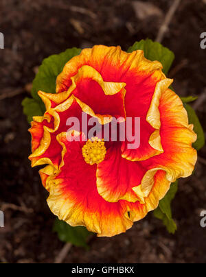 Spettacolare fiore di Hibiscus giugno la gioia con vivaci petali rosso rifinito con arancione / giallo scuro su sfondo marrone Foto Stock