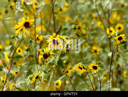 Wild Arizona girasoli crescono in un prato con profondità di campo Foto Stock