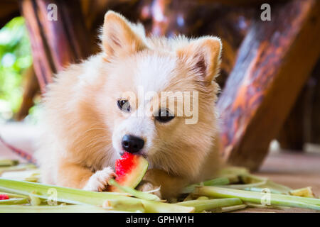 Cane bruno mangiando anguria con gusto. Foto Stock