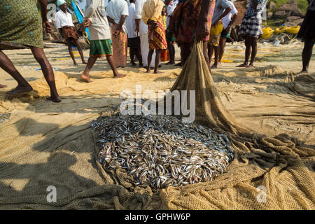 I pescatori la cattura di pesci nel loro modo tradizionale. Una vista la mattina od pescato di Vizhinjam Beach, Kerala, India Foto Stock