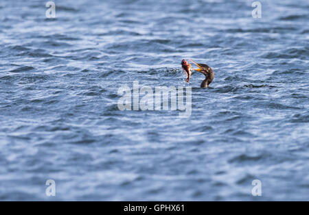 Un cormorano (Phalacrocorax carbo) gioca un recentemente pesce pescato Foto Stock