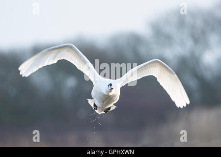 Un adulto Cigno (Cygnus olor) in volo contro la scena invernale, Dungeness RSPB, Kent, Regno Unito Foto Stock