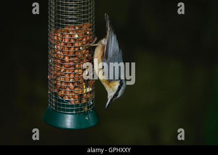 Un picchio muratore eurasiatica (Sitta europaea) di alimentazione da un alimentatore di uccello contenente noccioline contro lo sfondo pulito, Northumberland, Regno Unito Foto Stock