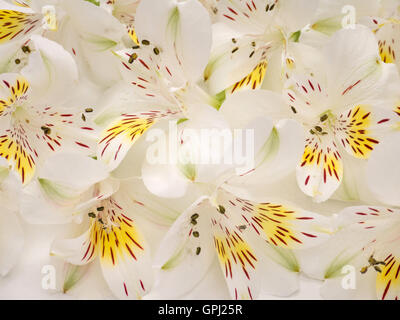 Il bianco e il giallo alstroemeria bouquet di fiori sullo sfondo Foto Stock