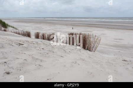 Marram erbe di dune su Ameland Foto Stock