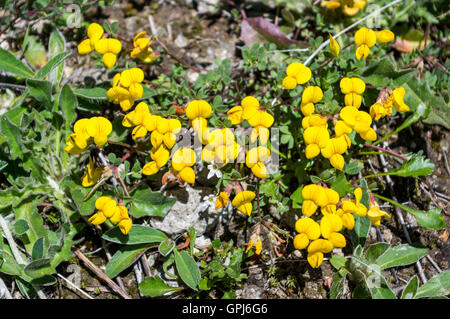 Alpine giallo bird's-piede (trifoglio Lotus alpinus) fiori in Svizzera, crescendo a un altitudine di 2000m nelle Alpi. Foto Stock