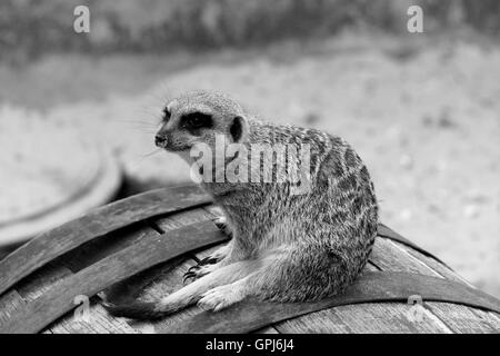 MEERKAT SULLA CANNA LOOKOUT. IN BIANCO E NERO. Foto Stock