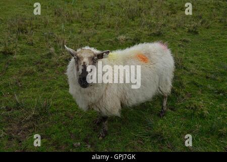 Irish pecore al pascolo sull isola di Inishboffin, come la maggior parte dei ruminanti, le pecore sono membri dell ordine Artiodactyla, anche-toed ungulati. Foto Stock