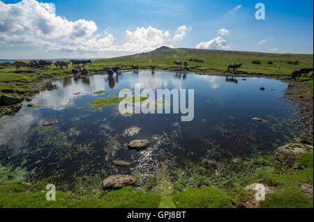 Le mucche in un stagno su Dartmoor in Devon Foto Stock