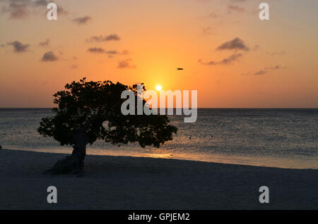 Silhoutted watapana albero su Eagle beach al tramonto. Foto Stock