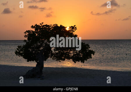 Bellissimo tramonto costiera in Aruba con un divi divi tree. Foto Stock