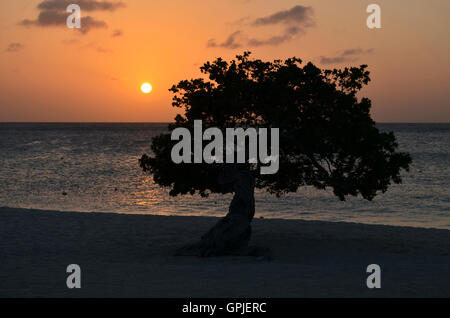 Bel tramonto con un stagliano divi divi tree. Foto Stock