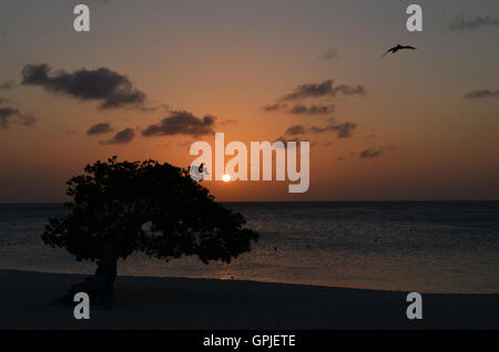 Sun impostazione su Eagle Beach con un stagliano divi divi tree. Foto Stock