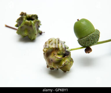 Sidmouth, Devon, 4 Sett 16 come inizio autunno, alberi di quercia diventare host per oltre 30 specie di quercia gall wasp. La fase larvale di questi insetti induce la pianta a produrre crescite anormali, noto come Galli, che racchiudono lo sviluppo di larve. Foto a sud-ovest di foto/Alamy Live News Foto Stock