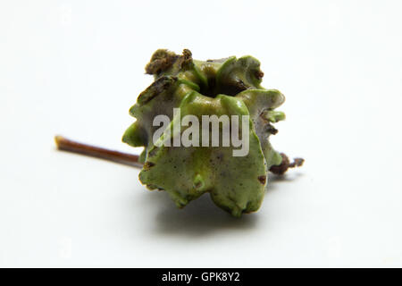 Sidmouth, Devon, 4 Sett 16 come inizio autunno, alberi di quercia diventare host per oltre 30 specie di quercia gall wasp. La fase larvale di questi insetti induce la pianta a produrre crescite anormali, noto come Galli, che racchiudono lo sviluppo di larve. Foto a sud-ovest di foto/Alamy Live News Foto Stock