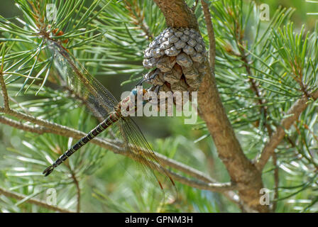 Green darner dragonfly, Anax junius, Cape Henelopen parco statale, Lewes, Delaware, America Foto Stock