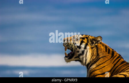 Ruggito della tigre Foto Stock