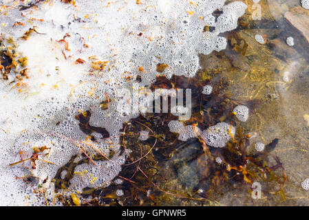 Wrack della vescica (Fucus vesiculosus) e raccolta di schiuma nel litorale poco profonda baia. Foto Stock