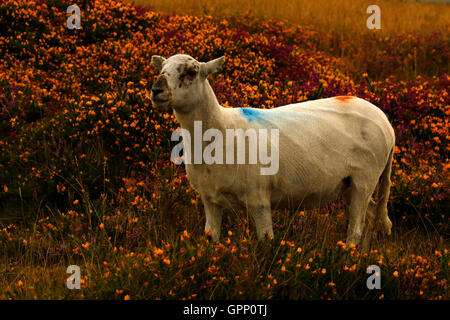 Il Roaming il selvaggio del Dartmoor questi Scottish Blackface le pecore sono molto ardito animali sopravvissuti i rigidi inverni al di fuori Foto Stock