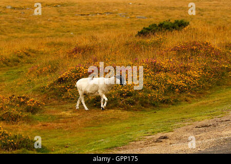 Il Roaming il selvaggio del Dartmoor questi Scottish Blackface le pecore sono molto ardito animali sopravvissuti i rigidi inverni al di fuori Foto Stock