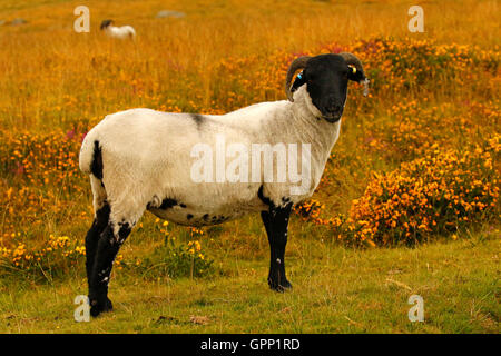 Il Roaming il selvaggio del Dartmoor questi Scottish Blackface le pecore sono molto ardito animali sopravvissuti i rigidi inverni al di fuori Foto Stock