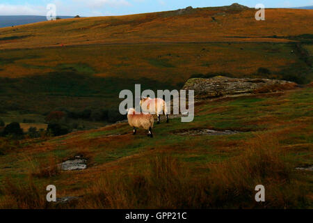 Il Roaming il selvaggio del Dartmoor questi Scottish Blackface le pecore sono molto ardito animali sopravvissuti i rigidi inverni al di fuori Foto Stock