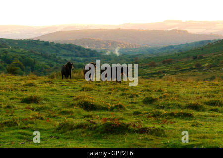 Dartmoor pony godendo della libertà il moro dà loro di muoversi liberamente su terra alta. Colline e valli Foto Stock