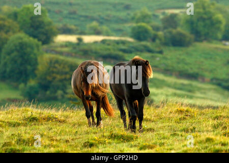 Dartmoor pony godendo della libertà il moro dà loro di muoversi liberamente su terra alta. Colline e valli Foto Stock