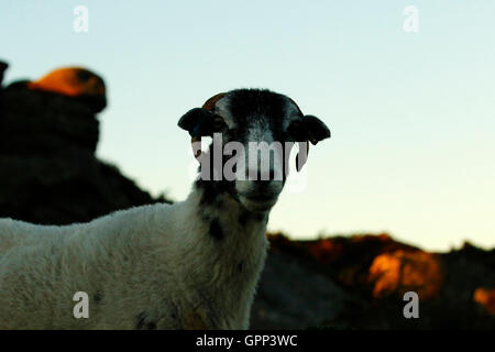 Il Roaming il selvaggio del Dartmoor questi Scottish Blackface le pecore sono molto ardito animali sopravvissuti i rigidi inverni al di fuori Foto Stock