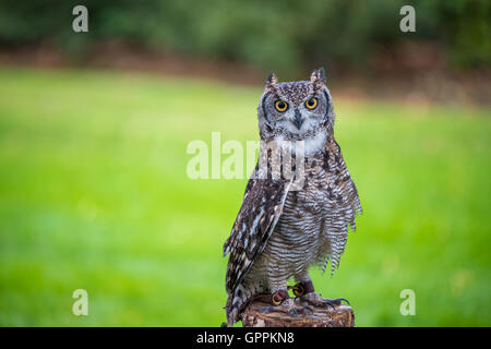Un Western civetta sat su un pesce persico Foto Stock