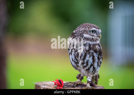 Un scavando il gufo seduto su un pesce persico Foto Stock