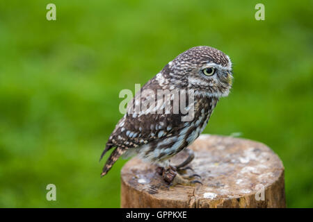 Un scavando il gufo seduto su un pesce persico Foto Stock