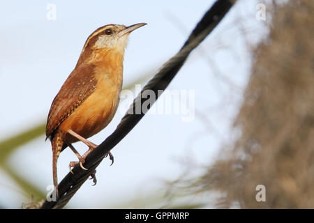 Carolina wren (Thryothorus ludovicianus) sul filo, Kissimmee, Florida, Stati Uniti d'America Foto Stock