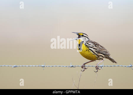 Orientale (meadowlark Sturnella magna) sul filo dentellato cantando, Kissimmee, Florida, Stati Uniti d'America Foto Stock