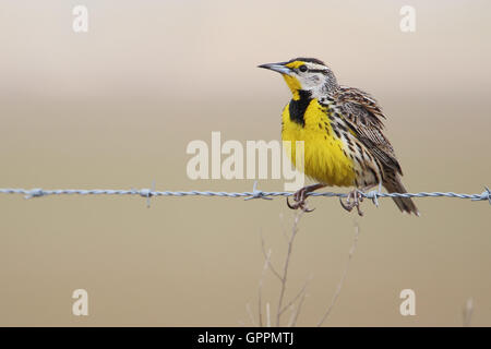 Orientale (meadowlark Sturnella magna) sul filo di Barb, Kissimmee, Florida, Stati Uniti d'America Foto Stock