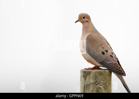 Lutto Colomba (Zenaida macroura) sul palo da recinzione, Kissimmee, Florida, Stati Uniti d'America Foto Stock