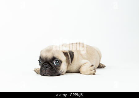 Un pug cucciolo sdraiato in uno sfondo bianco Foto Stock