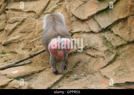 Hamadryas baboon in cattività Foto Stock