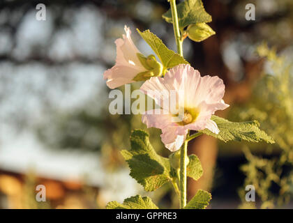 Holly Hock Foto Stock