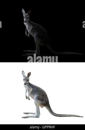 Kangaroo isolato e kangaroo nel buio Foto Stock