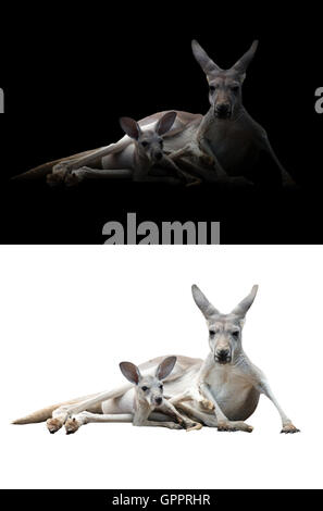 Femmina di canguro e joey nel buio e sfondo bianco Foto Stock