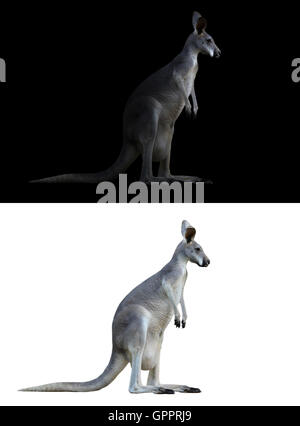 Kangaroo isolato e kangaroo nel buio Foto Stock