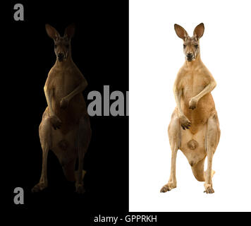 Kangaroo isolato e kangaroo nel buio Foto Stock