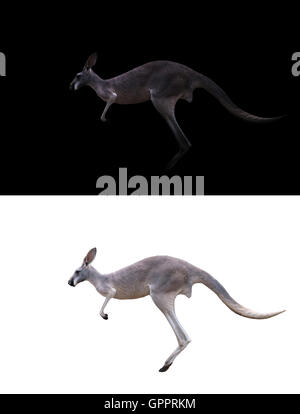 Kangaroo isolato e kangaroo nel buio Foto Stock