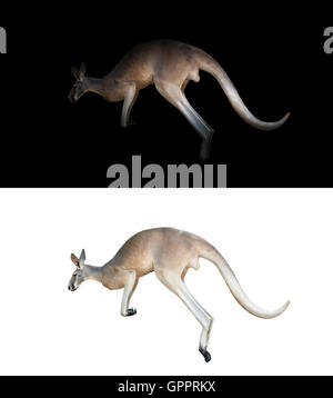 Kangaroo isolato e kangaroo nel buio Foto Stock