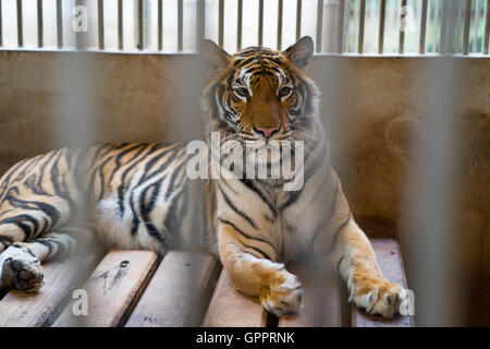 Tiger dietro le sbarre di una gabbia zoo Foto Stock