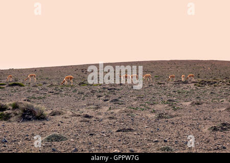 Alpaca pascolano sulla alla base del Vulcano Chimborazo, Ecuador, Sud America Foto Stock