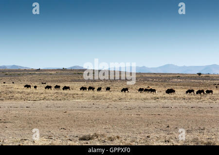 Bufali africani in movimento in Mountain Zebra National Park è un parco nazionale nella provincia del Capo orientale del Sud Africa Foto Stock